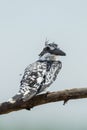 Turn back angle Pied Kingfisher Royalty Free Stock Photo