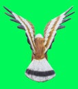 Turn back Eagle or Falcon statue Isolated on green screen chroma Royalty Free Stock Photo