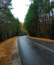 turn of the forest road in autumn, with wet asphalt trees on the roadsides, fallen leaves.