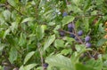 Turn with fruits in August. Pests of aphid plants. Fruits and leaves of thorns covered with insects. Wild plum