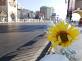 A sunflower on Stanley bridge in Alexandria