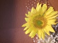 sunflower with a wall background