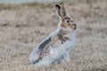 Turncoat Jackrabbit getting his new coat Royalty Free Stock Photo