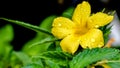 Turnera diffusa or damiana yellow flower with rain drops on flower petal. Royalty Free Stock Photo