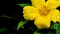 Turnera diffusa or damiana yellow flower with rain drops on flower petal. Royalty Free Stock Photo