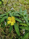 Turnera diffusa the most beautiful yellowish flowers