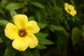 Turnera subulata Royalty Free Stock Photo