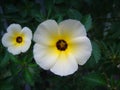 Turnera subulata city Belo Horizonte Brazil