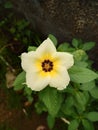 Turnera Subulata Flower Royalty Free Stock Photo