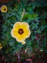 Turnera subulata Flower Royalty Free Stock Photo