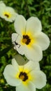 Turnera subulata with insect Royalty Free Stock Photo