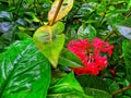 Red flowers between green leaves Royalty Free Stock Photo