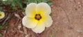 Turnera subulata or white Sage Rose flower Royalty Free Stock Photo