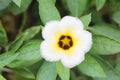 Turnera subulata or white Sage Rose flower. Royalty Free Stock Photo