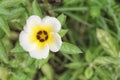 Turnera subulata or white Sage Rose flower. Royalty Free Stock Photo