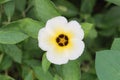 Turnera subulata or white Sage Rose flower. Royalty Free Stock Photo