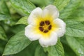 Turnera subulata or white Sage Rose flower. Royalty Free Stock Photo