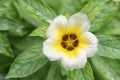 Turnera subulata or white Sage Rose flower. Royalty Free Stock Photo