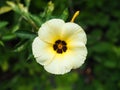 Turnera subulata or White Sage Rose on green natural background Royalty Free Stock Photo