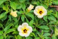 The beauty of Turnera subulata flowers on the tree.