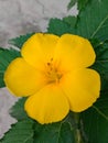 Turnera ulmifolia flower Royalty Free Stock Photo