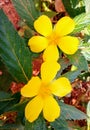 Turnera ulmifolia flower blooming in the garden. Royalty Free Stock Photo
