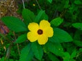 Turnera Ulmifolia flower blooms in the morning Royalty Free Stock Photo