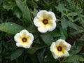 Turnera Ulmifolia Flower