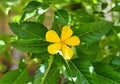 Turnera ulmifolia flower or ramgoat dashalong growing in vietnam Royalty Free Stock Photo