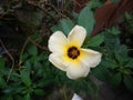 Turnera ulmifolia flower Royalty Free Stock Photo