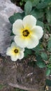 Turnera ulmifolia, flower, white, yellow, blooming Royalty Free Stock Photo