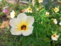 Turnera ulmifolia flowers aka Ramgoat Dashalong or Yellow Alder is a species of plant of family Passifloraceae