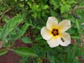 Turnera ulmifolia flowers aka Ramgoat Dashalong or Yellow Alder is a species of plant of family Passifloraceae Royalty Free Stock Photo