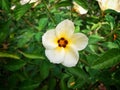 Turnera ulmifolia flowers aka Ramgoat Dashalong or Yellow Alder is a species of plant of family Passifloraceae Royalty Free Stock Photo