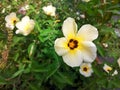 Turnera ulmifolia flowers aka Ramgoat Dashalong or Yellow Alder is a species of plant of family Passifloraceae Royalty Free Stock Photo