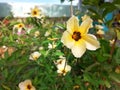 Turnera ulmifolia flowers aka Ramgoat Dashalong or Yellow Alder is a species of plant of family Passifloraceae Royalty Free Stock Photo