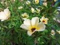 Turnera ulmifolia flowers aka Ramgoat Dashalong or Yellow Alder is a species of plant of family Passifloraceae Royalty Free Stock Photo