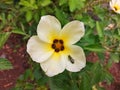 Turnera ulmifolia flowers aka Ramgoat Dashalong or Yellow Alder is a species of plant of family Passifloraceae Royalty Free Stock Photo