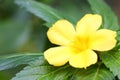 The Turnera ulmifolia L. flower Royalty Free Stock Photo