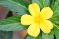 The Turnera ulmifolia L. flower Royalty Free Stock Photo