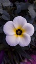 Turnera ulmifolia natural flower in the wild