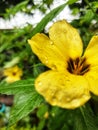 Turnera ulmifolia / pukul 8 Royalty Free Stock Photo