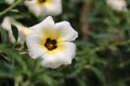 Turnera Ulmifolia Ramgoat Dashalong Flower or Como plantar a Damiana Flower, The white color on green background Royalty Free Stock Photo