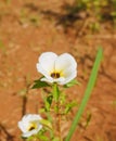 Turnera ulmifolia, the ramgoat dashalong, white flower, selective fokus, growing plant Royalty Free Stock Photo