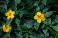 Turnera ulmifolia, ramgoat dashalong, yellow alder, damiana Royalty Free Stock Photo