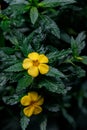 Turnera ulmifolia, ramgoat dashalong, yellow alder flower Royalty Free Stock Photo