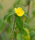 Turnera ulmifolia [yellow Alder flower] Royalty Free Stock Photo