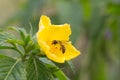 Turnera ulmifolia [yellow Alder flower] Royalty Free Stock Photo