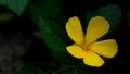 Turnera ulmifolia, Yellow Alder flower on natural dark background Royalty Free Stock Photo