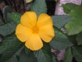 Turnera ulmifolia or Yellow alder plant.